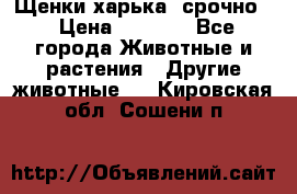 Щенки харька! срочно. › Цена ­ 5 000 - Все города Животные и растения » Другие животные   . Кировская обл.,Сошени п.